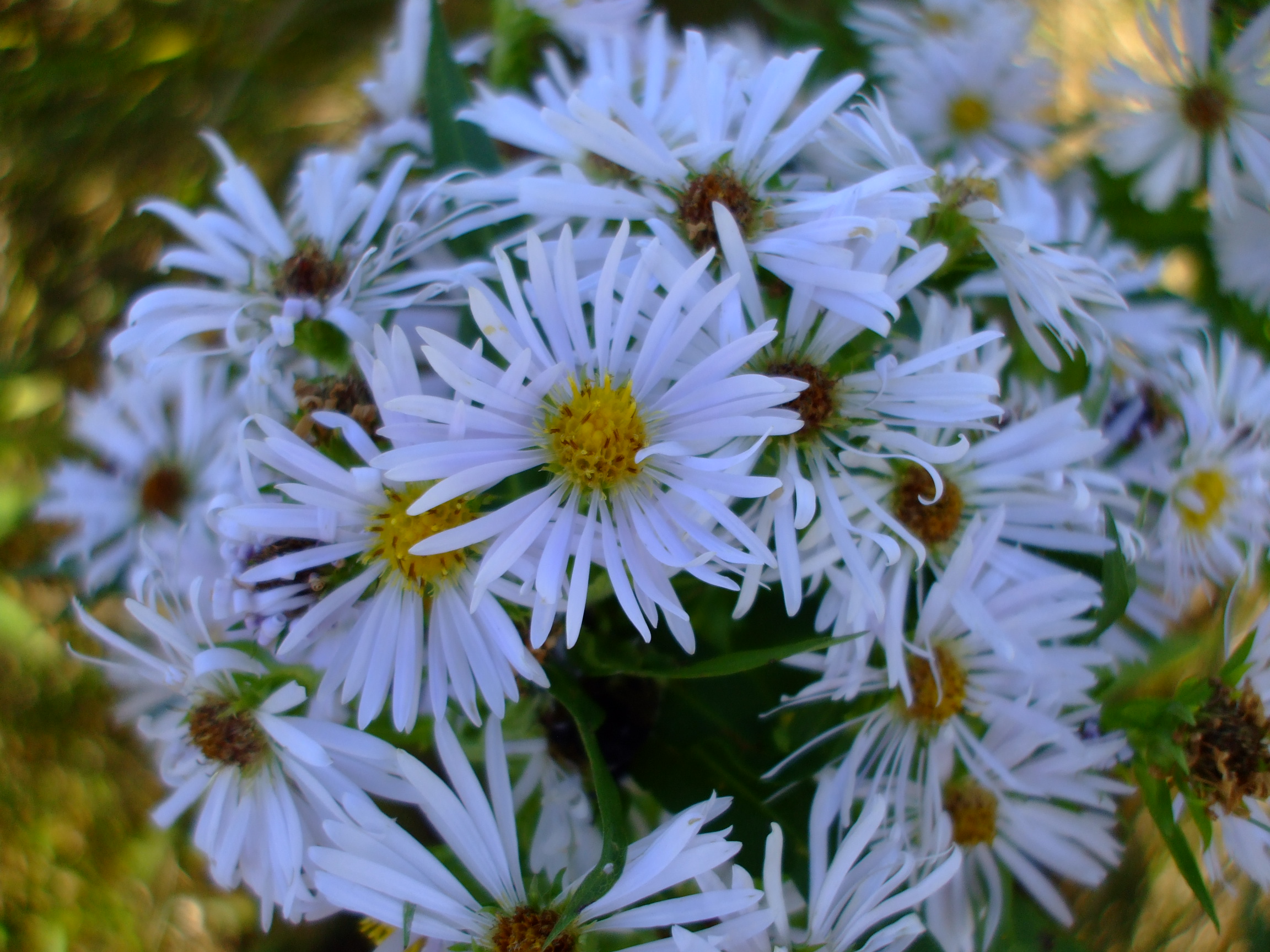 Symphyotrichum firmum
